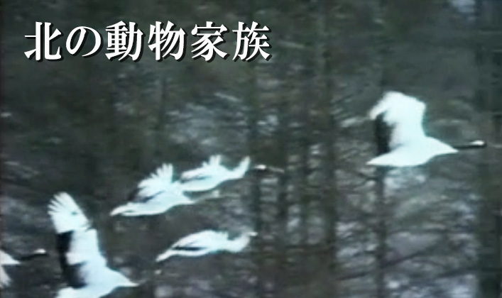 北の動物家族　オホーツクの林に棲む　エゾリス